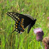 Photo of a Black Swallowtail butterfly on a thistle flower head.