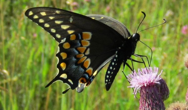 Photo of a Black Swallowtail butterfly on thistle flower head.