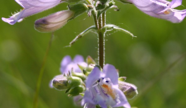 Photo of a Lilac-flowered Beardtongue plant.