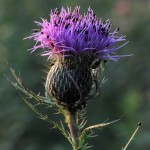 Photo of Shining Flower Beetles on a thistle flower head.