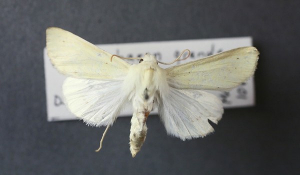 Photo of a Pale Yellow Dune Moth (Copablepharon grandis), back view.