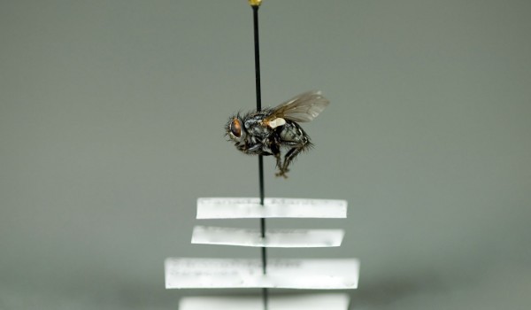 Photo of a preserved specimen of a Flesh Fly species, side view.