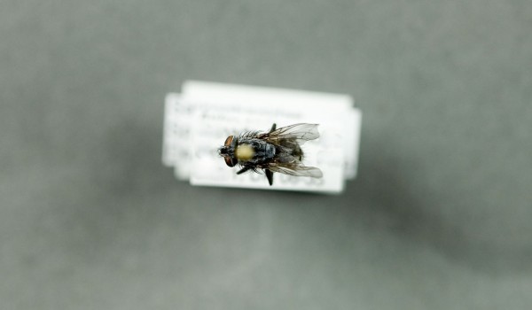 Photo of a preserved specimen of a Flesh Fly species, back view.