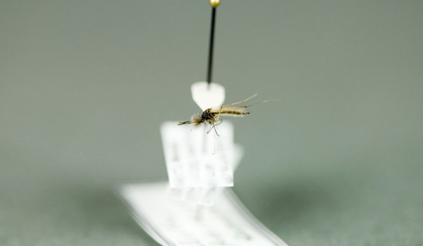 Photo of a preserved specimen of Aedes nigripes, side view.
