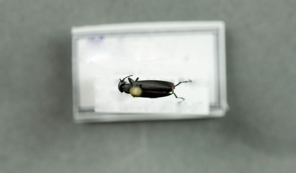 Photo of a preserved specimen of Black Blister Beetle (Epicauta pennsylvanica), back view.