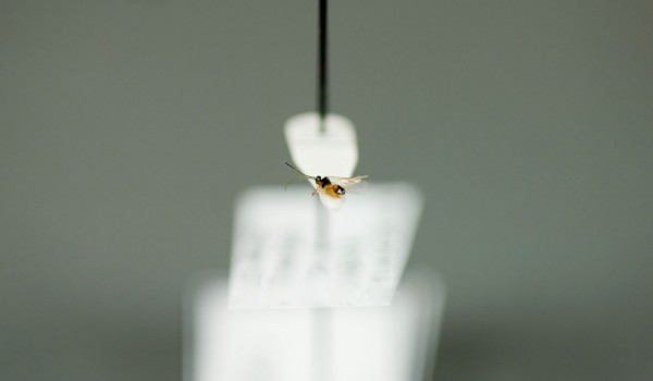 Photo of a preserved specimen of Braconid wasp, side view.
