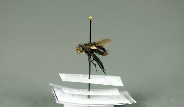 Photo of a preserved specimen of a Flesh Fly species, side view.