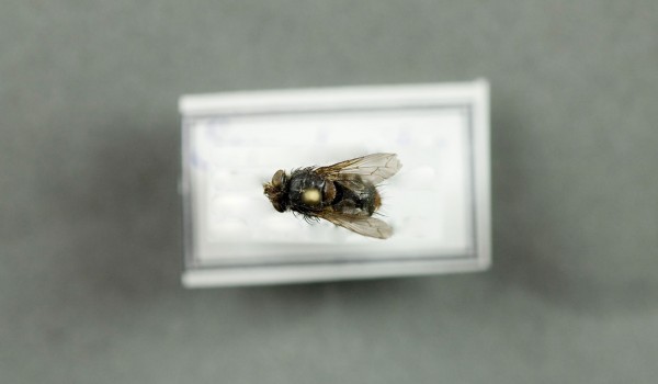 Photo of a preserved specimen of a Flesh Fly species, back view.