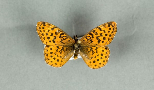 Photo of a preserved specimen of a Meadow Fritillary butterfly (Clossiana bellona), side view.