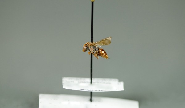 Photo of a preserved specimen of Nomada, side view.