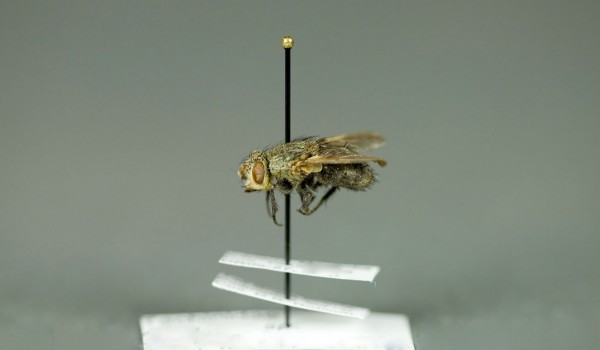 Photo of a preserved specimen of Archytas, side view.