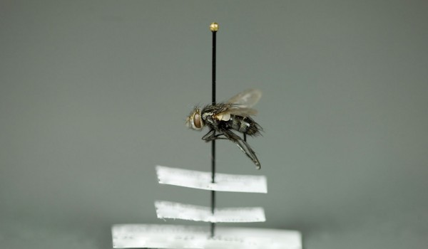 Photo of a preserved specimen of Gonia, side view.