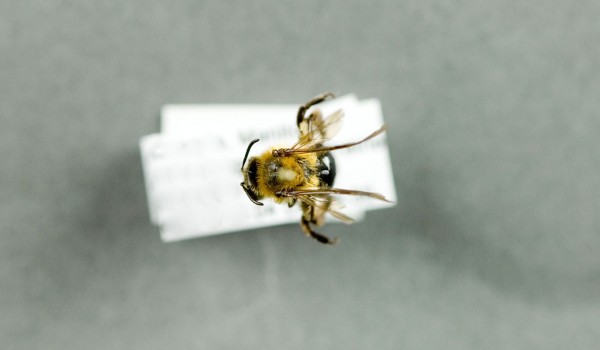 Photo of a preserved specimen of Andrena, back view.