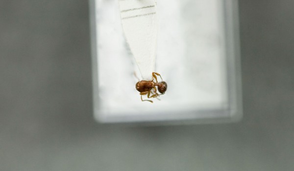 Photo of a preserved specimen of Dolichoderus plagiatus, back view.