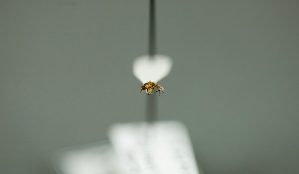 Photo of a preserved specimen of a Grass Fly species, side view.