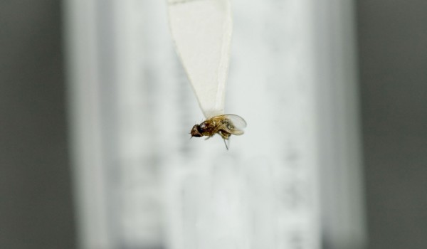 Photo of a preserved specimen of a Grass Fly species, back view.