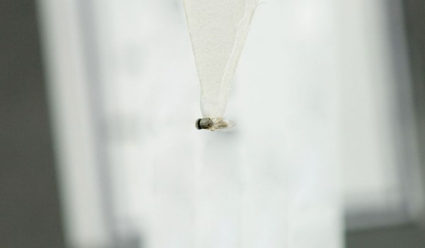Photo of a preserved specimen of a Grass Fly species, back view.