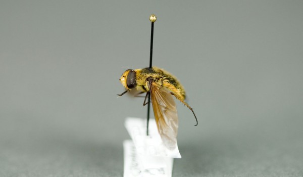 Photo of a preserved specimen of Poecilanthrax tegminipennis, side view.