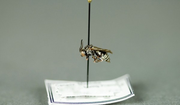 Photo of a preserved specimen of Epeolus, side view.