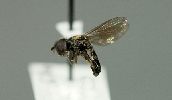 Photo of a preserved specimen of Protopiophila latipes side view.