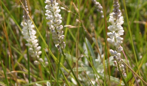 Seneca Snakeroot - Prairie Pollination
