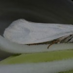 Photo of a Yucca Moth on a Soapweed flower.