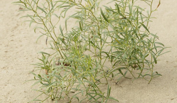 Photo of a Lance-leaved Psoralea plant.