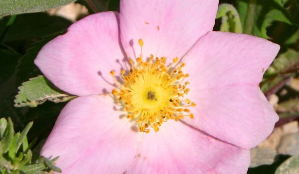 Photo of a Prairie Rose plant.