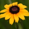 Photo of a Black-eyed Susan plant.