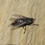 Photo of a flesh fly on wood.