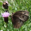 Photo of a Common Wood-nymph butterfly on thistle flower head.