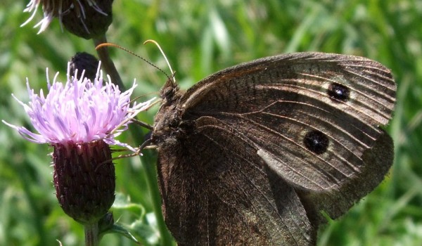 Photo of a Common Wood-nymph butterfly on thistle flower head.
