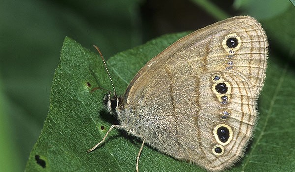 Photo of a Little Wood Satyr butterfly on a leaf.