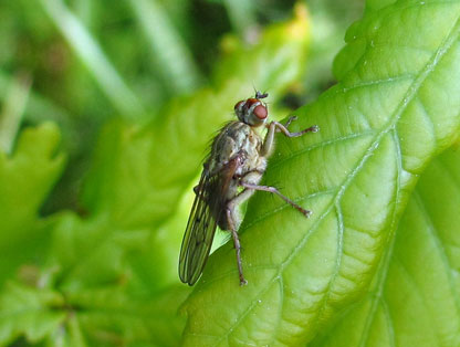 Photo of a scathophagid fly on a leaf.