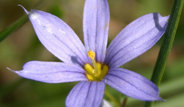 Photo of a Blue-eyed Grass plant.