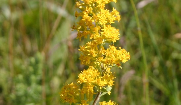 Photo of a Showy Goldenrod plant.