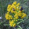 Photo of a Riddell's Goldenrod with flower flies and an ambush bug on its flowers.