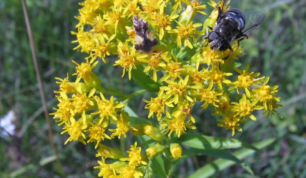 Photo of a Riddell's Goldenrod with flower flies and an ambush bug on its flowers.