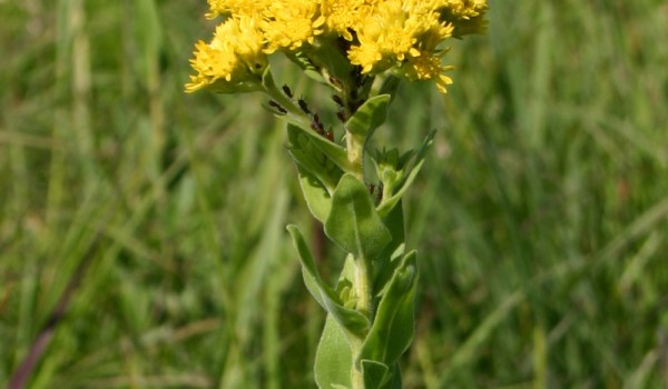 Photo of a Rigid Goldenrod plant.