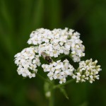 Photo of a soldier fly on a Common Yarrow flower head.