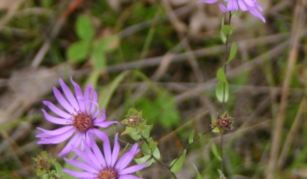 Photo of a Western Silvery Aster plant.