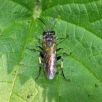 Photo of a common sawfly.