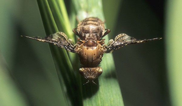 Photo of a fruit fly on a leaf.