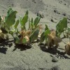 Photo of a Sand Verbena plant.