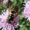 Photo of a yellowjacket wasp on a thistle flower head.