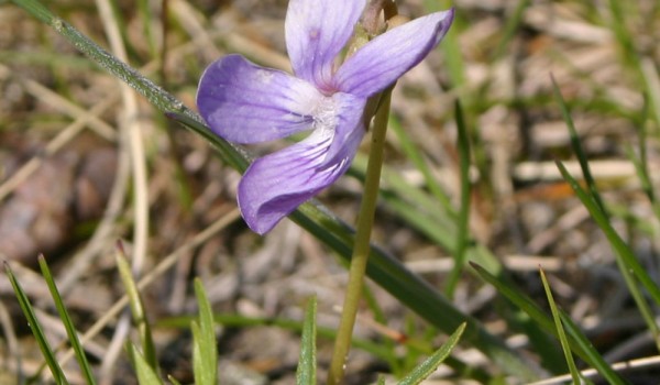 Photo of a Crowfoot Violet plant.