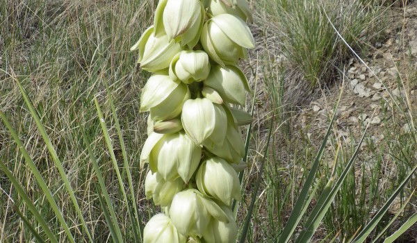 Photo of a Soapweed plant.